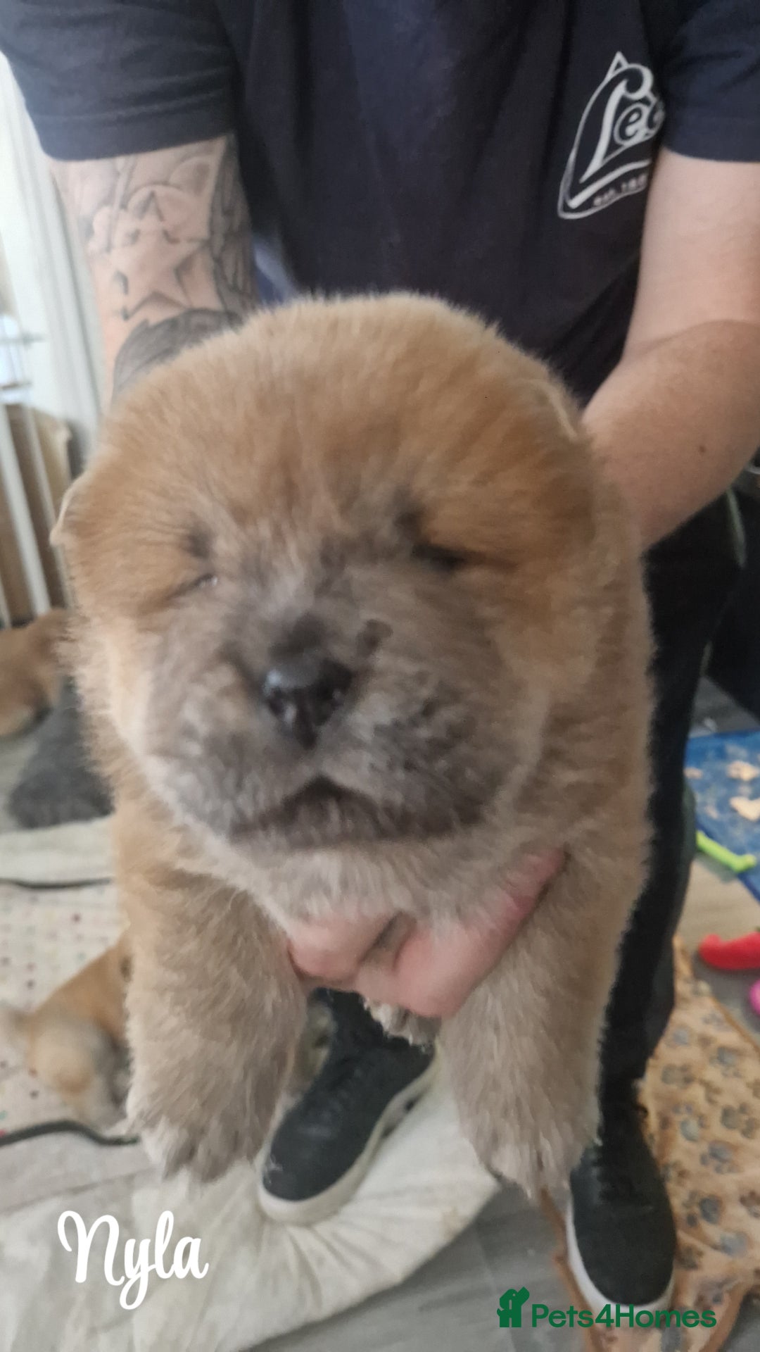 Chow Chow dogs for sale: Chow chow puppies - Image 10