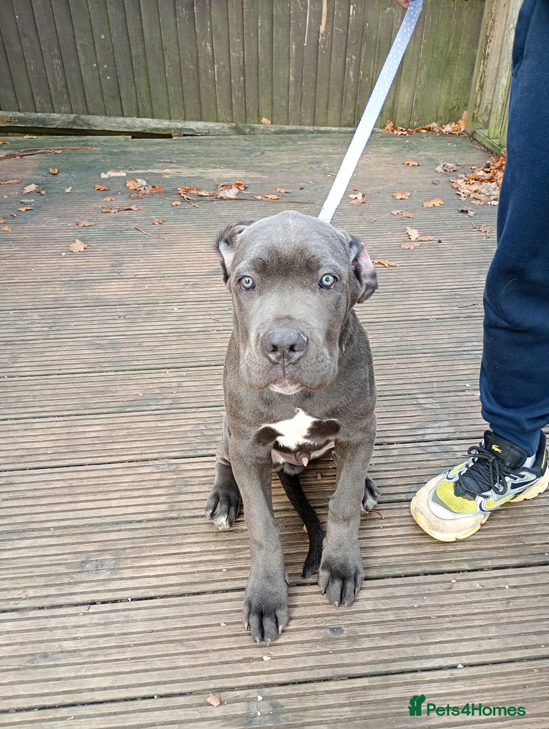 Cane Corso dogs for sale: Original cane corso  - Advert 3