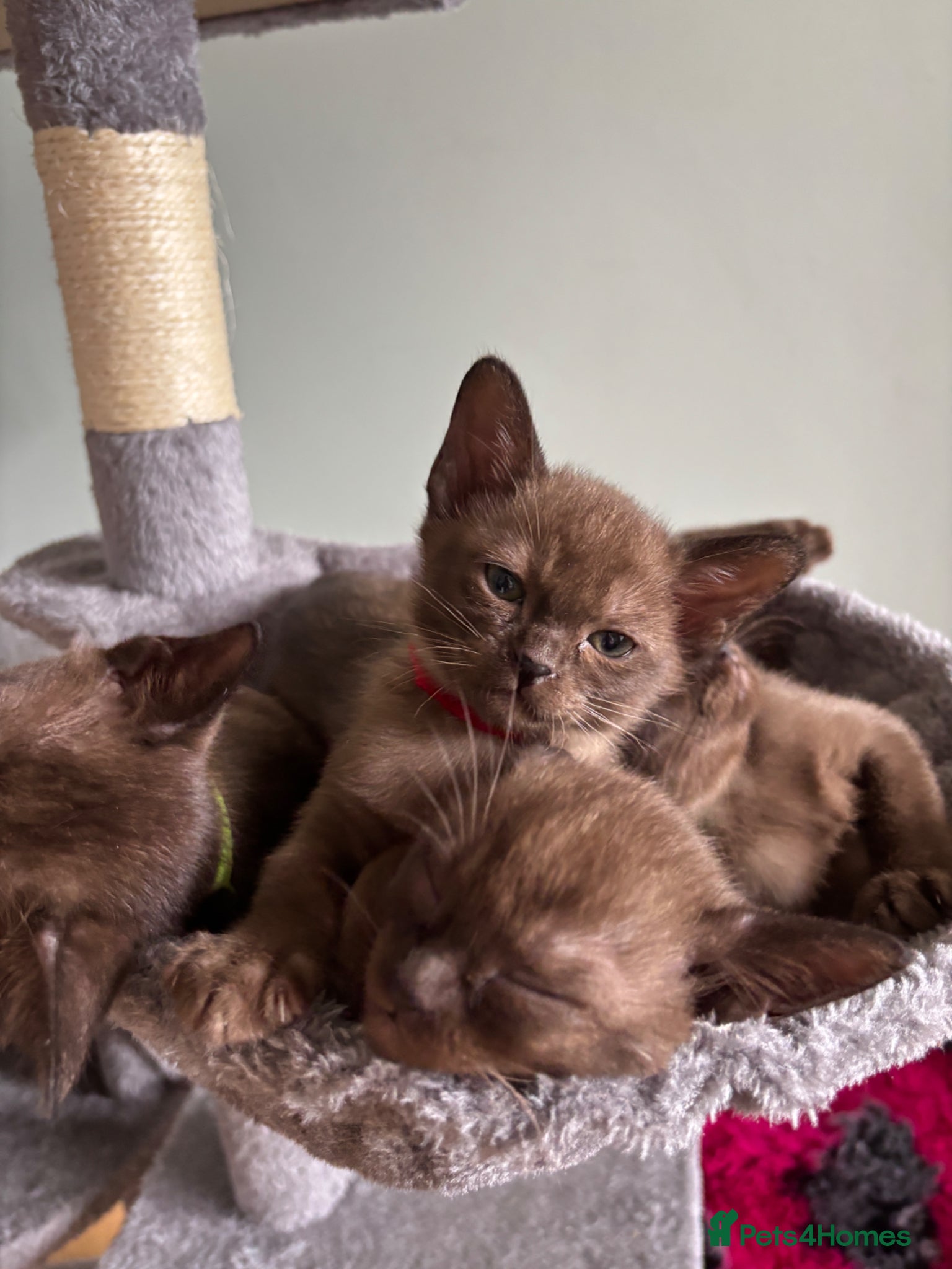 Burmese cats Stunning GCCF Burmese kittens from fantastic lines - Advert 1