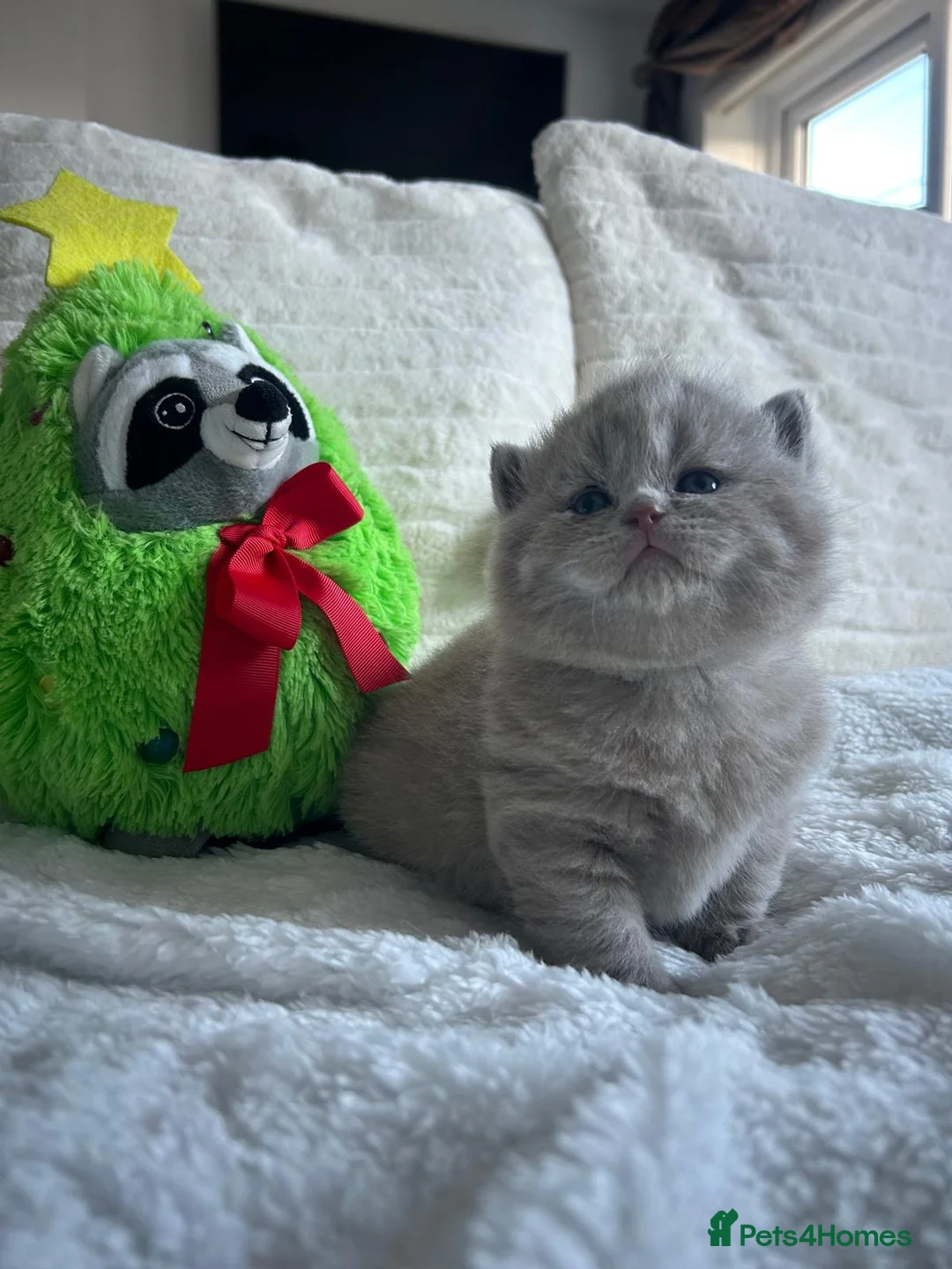 British Shorthair cats for sale: GCCF BRITISH SHORTHAIRS ALL RESERVED - Advert 18