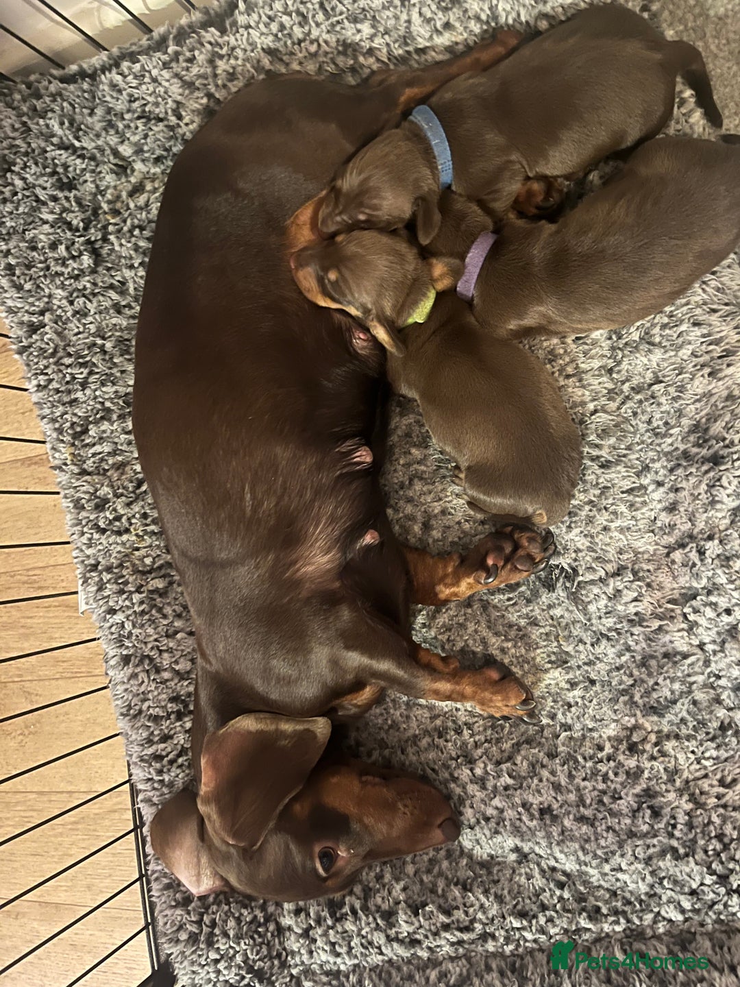 Miniature Dachshund dogs for sale: 2 beautiful miniature dachshunds  - Image 15