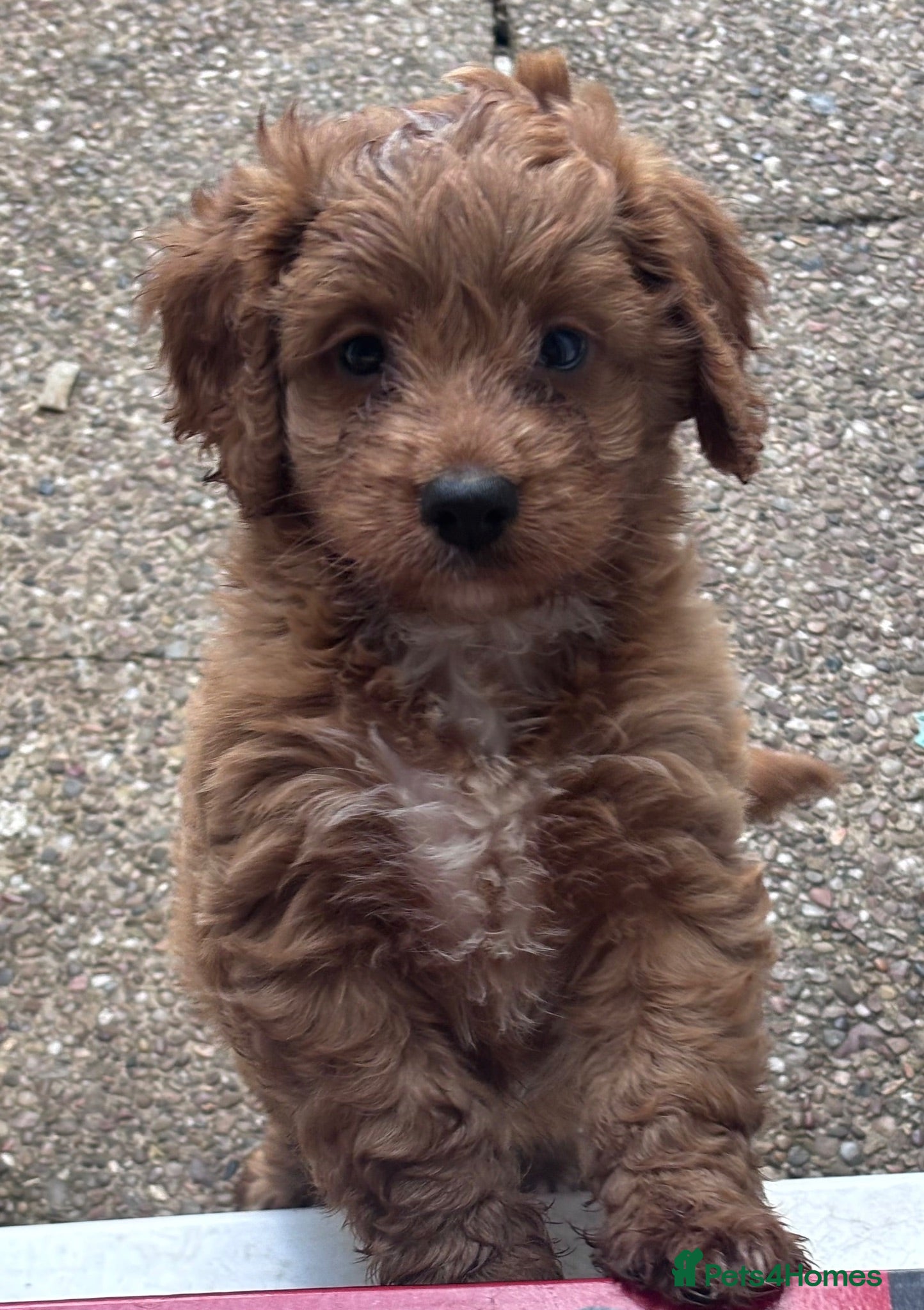 Cockapoo dogs Cockerpoo puppie one girl left  - Advert 8