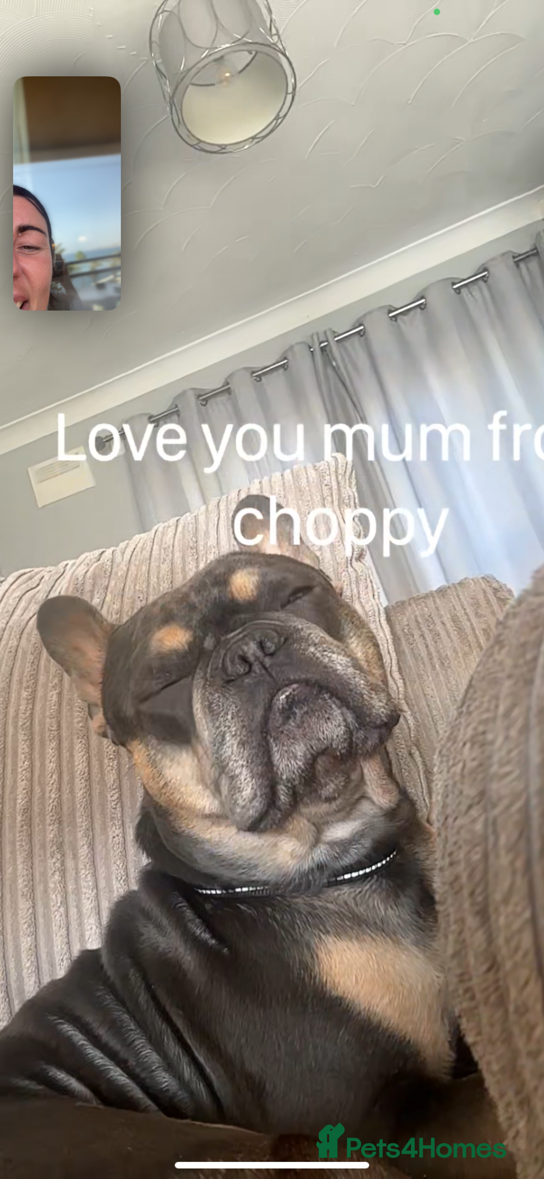 French Bulldog dogs for sale: French bull dog 3 years old  - Advert 4