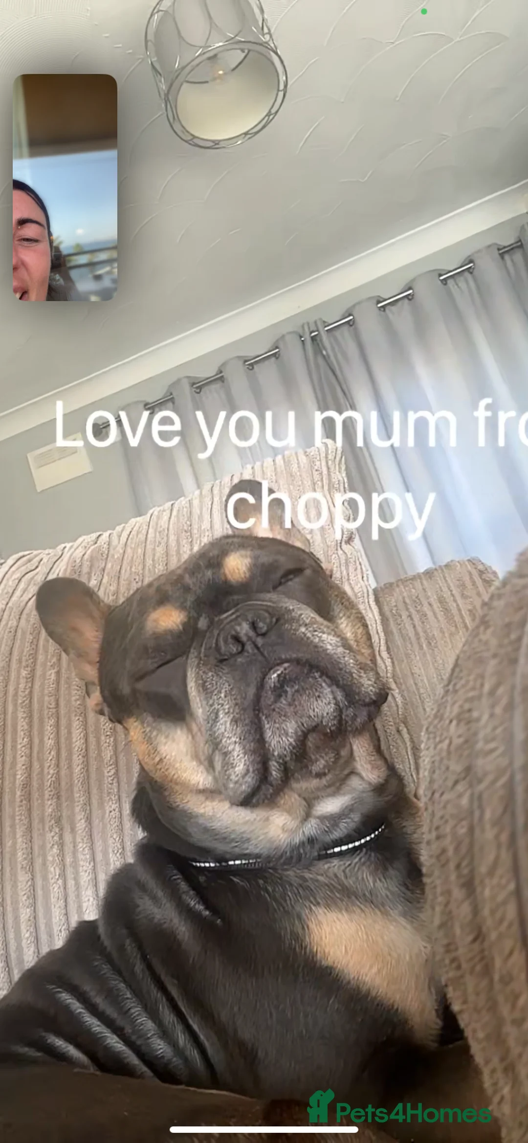 French Bulldog dogs for sale: French bull dog 3 years old  - Advert 4