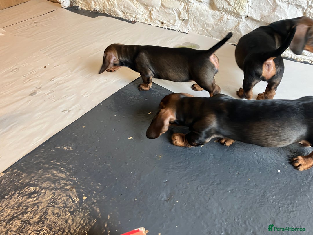 Dachshund dogs for sale: Working Teckel puppies for sale TWO ONLY LEFT - Image 12