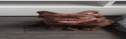 French Bulldog dogs for sale: Male  - Advert 1