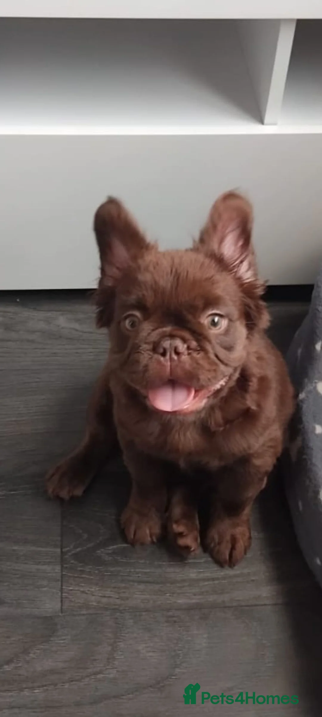 French Bulldog dogs for sale: Male  - Advert 1