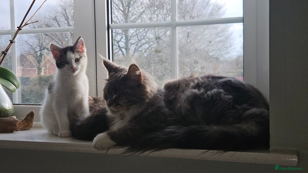 Maine Coon cats for sale: Beautiful Female Mixed Maine Coon kittens - Advert 25