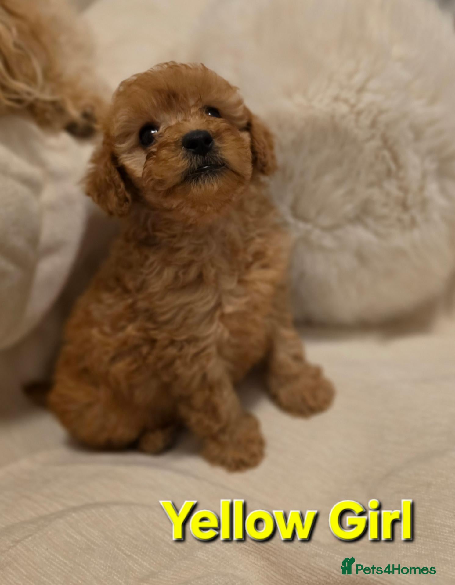 Maltipoo dogs 🐶4 beautiful maltipoo pups for sale🐶 - Advert 18