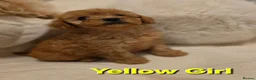 Maltipoo dogs for sale: 🐶4 beautiful maltipoo pups for sale🐶 - Advert 4