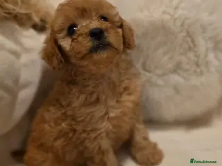 Maltipoo dogs 🐶4 beautiful maltipoo pups for sale🐶 - Advert 18