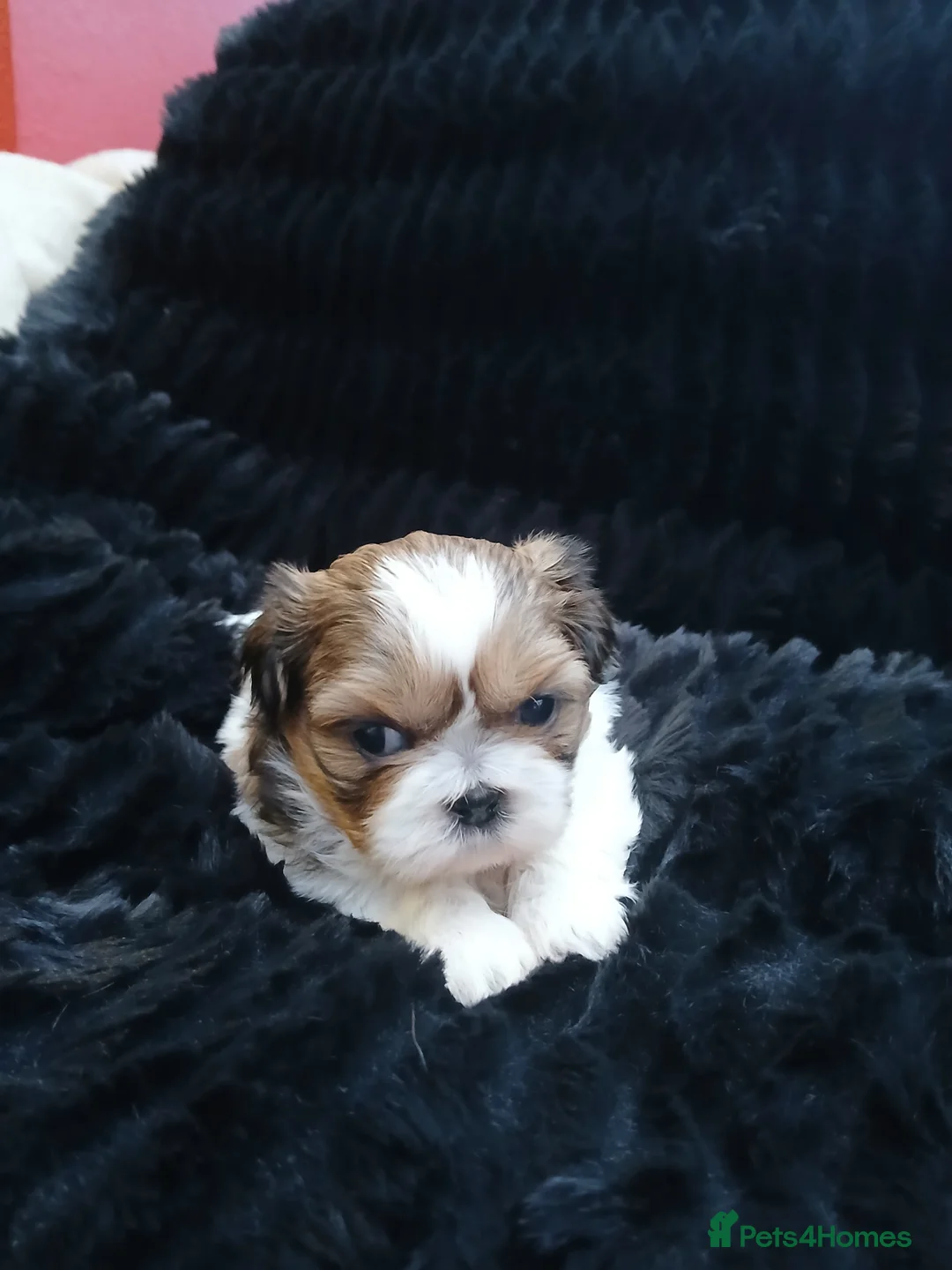 Shih Tzu dogs for sale: 4 Shih-tzu boy puppies for sale 1200/1300 - Advert 8