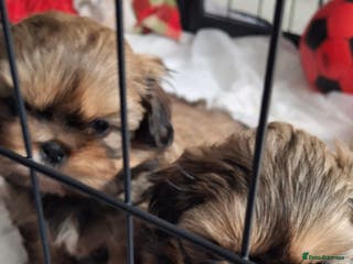 Shih Tzu dogs Full bred shih tzu 2 boys - Advert 2