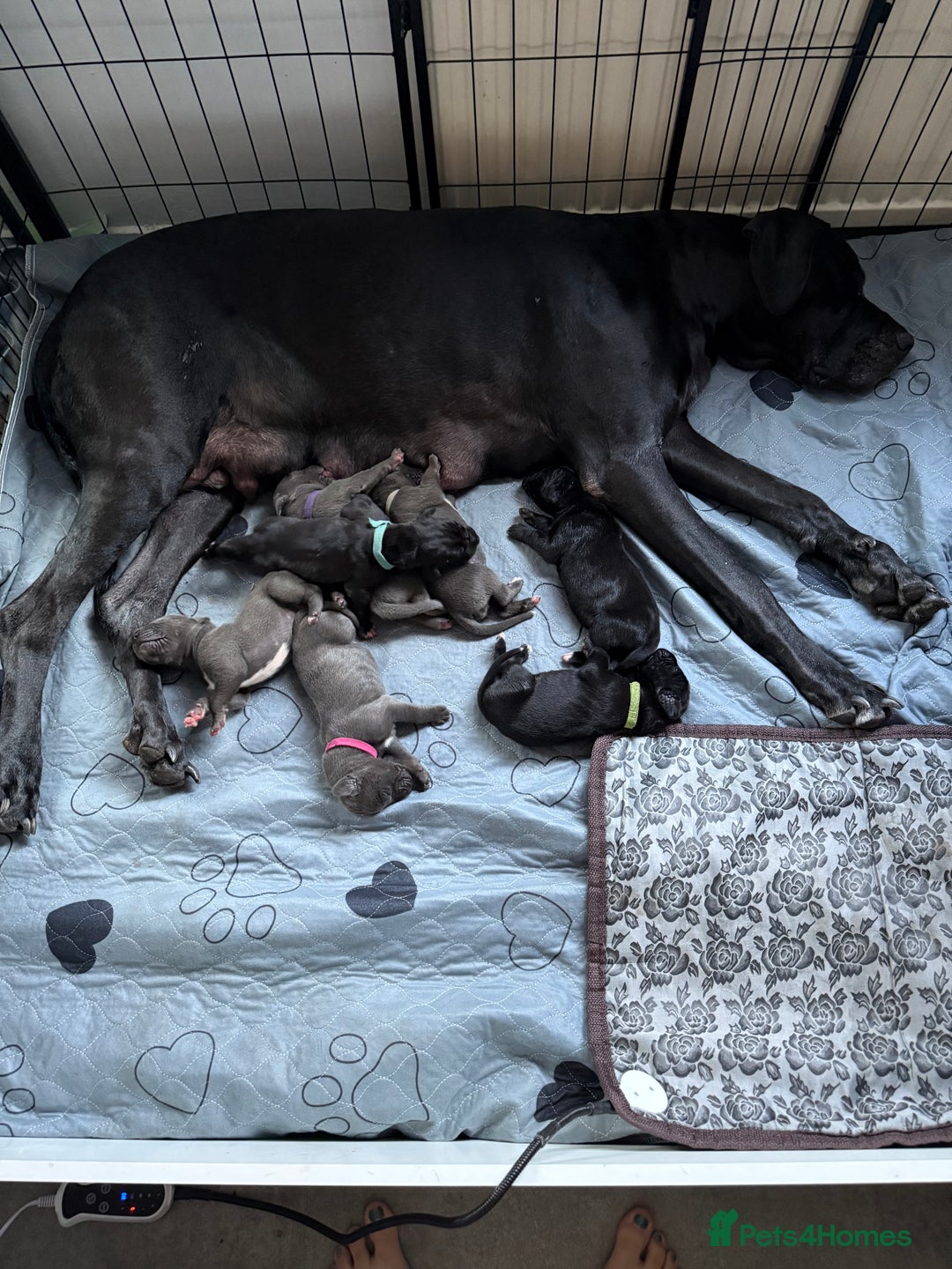 Great Dane dogs for sale: 7 chunky Great Dane puppies  - Image 4