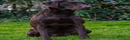 Labrador Retriever dogs for sale: Rosie's Litter Of Black Puppies - Advert 4