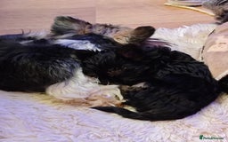 Yorkshire Terrier dogs for sale: Beautiful Yorkshire Terrier Girl - Advert 9