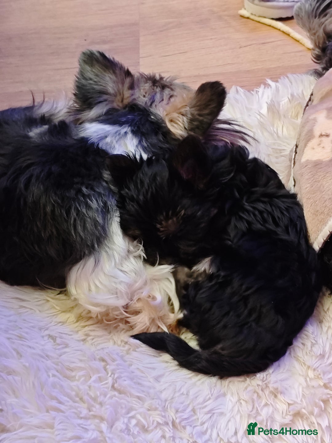 Yorkshire Terrier dogs for sale: Beautiful Yorkshire Terrier Girl - Advert 9