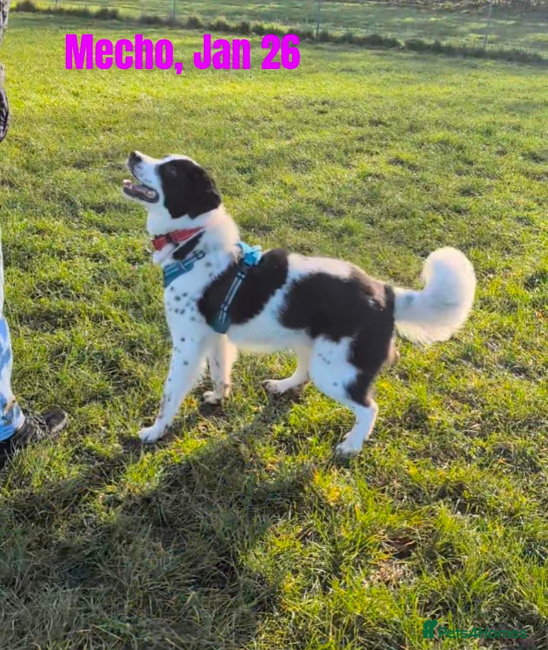 Mixed Breed dogs Mecho, 1.5-2 yrs old. Available for adoption. - Advert 20