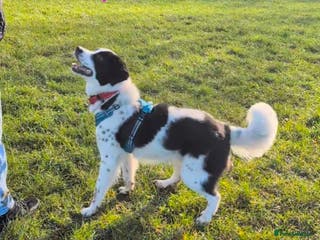 Mixed Breed dogs Mecho, 1.5-2 yrs old. Available for adoption. - Advert 20