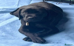 Labrador Retriever dogs for sale: Black Labradors looking for their forever homes - Image 3