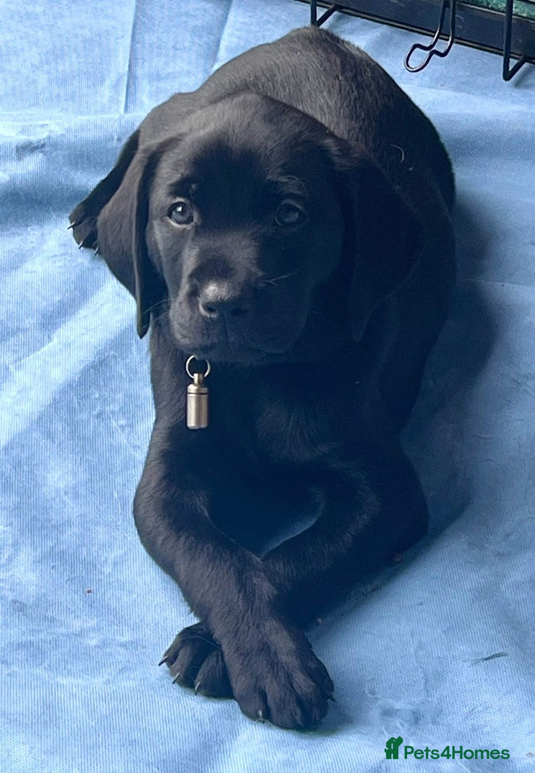 Labrador Retriever dogs for sale: Black Labradors looking for their forever homes - Image 3
