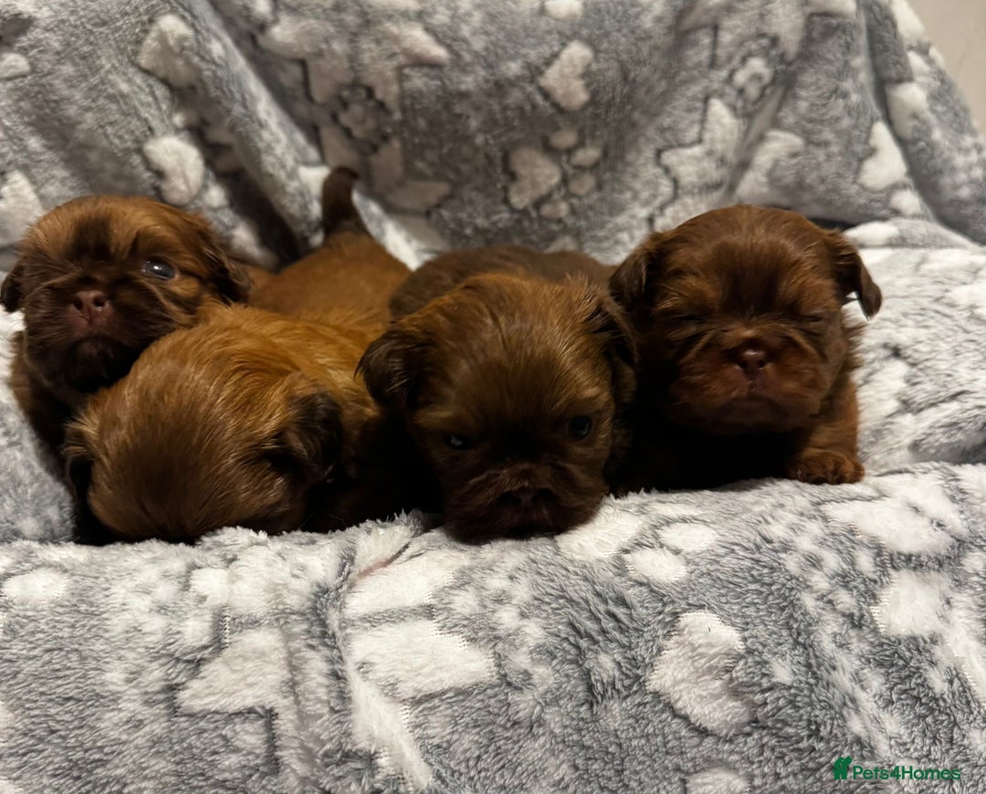 Shih Tzu dogs for sale: Chocolate imperial shihtzu puppies - Advert 5