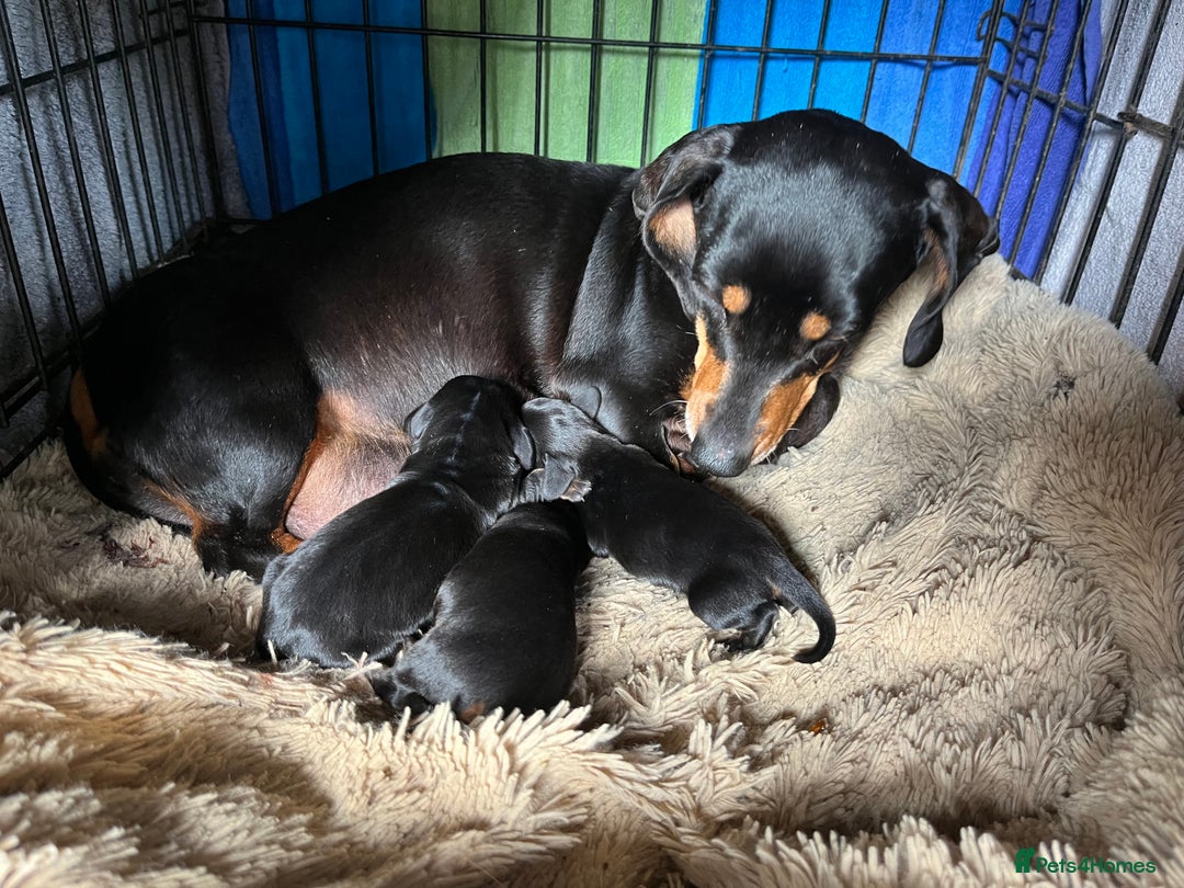 Miniature Dachshund dogs for sale: Gorgeous mini dachshund puppies  - Image 1