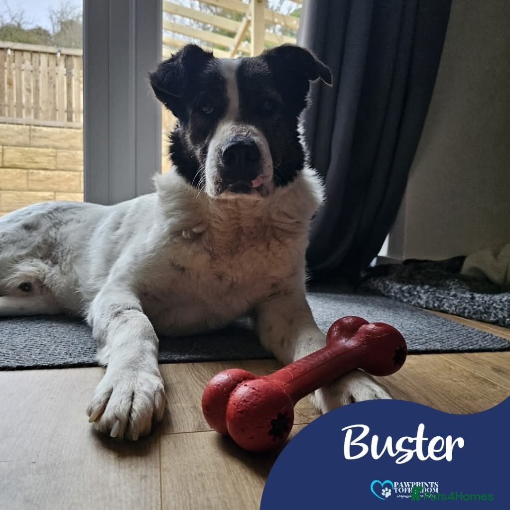 Mixed Breed dogs Meet Buster, currently residing in Yorkshire in Doncaster - Advert 16