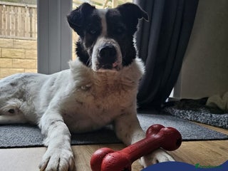 Mixed Breed dogs in Doncaster - Advert 12