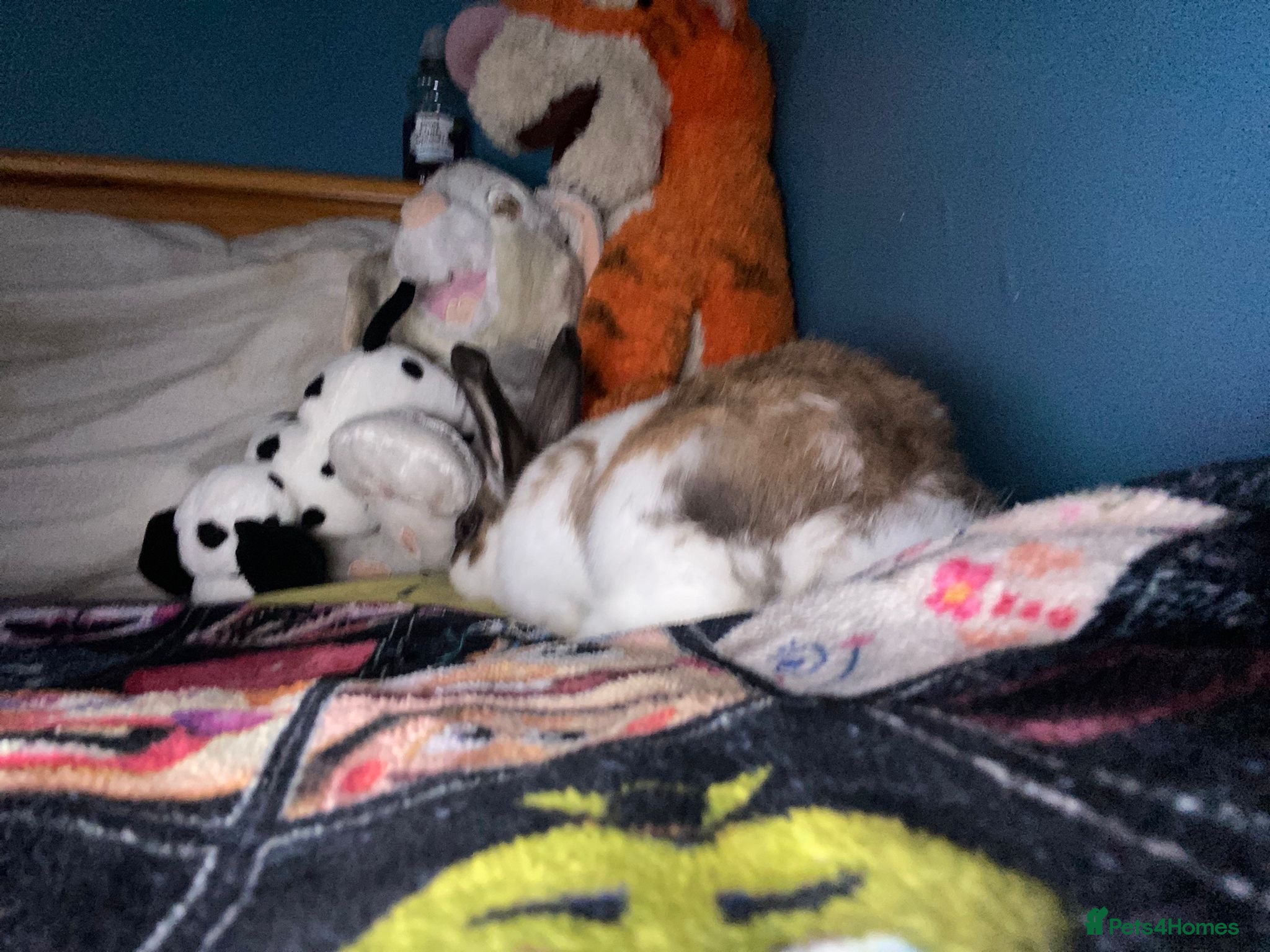 Mixed Breed rabbits for sale: Baby bunny for rehome in Sale - Advert 4