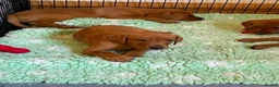 Labrador Retriever dogs for sale: STUNNING KC REG FOX RED LABRADOR PUPPIES - Advert 19