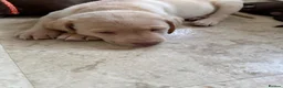 Labrador Retriever dogs for sale: LAST TWO GOLDEN FEMALE LABRADOR PUPPIES - Advert 9