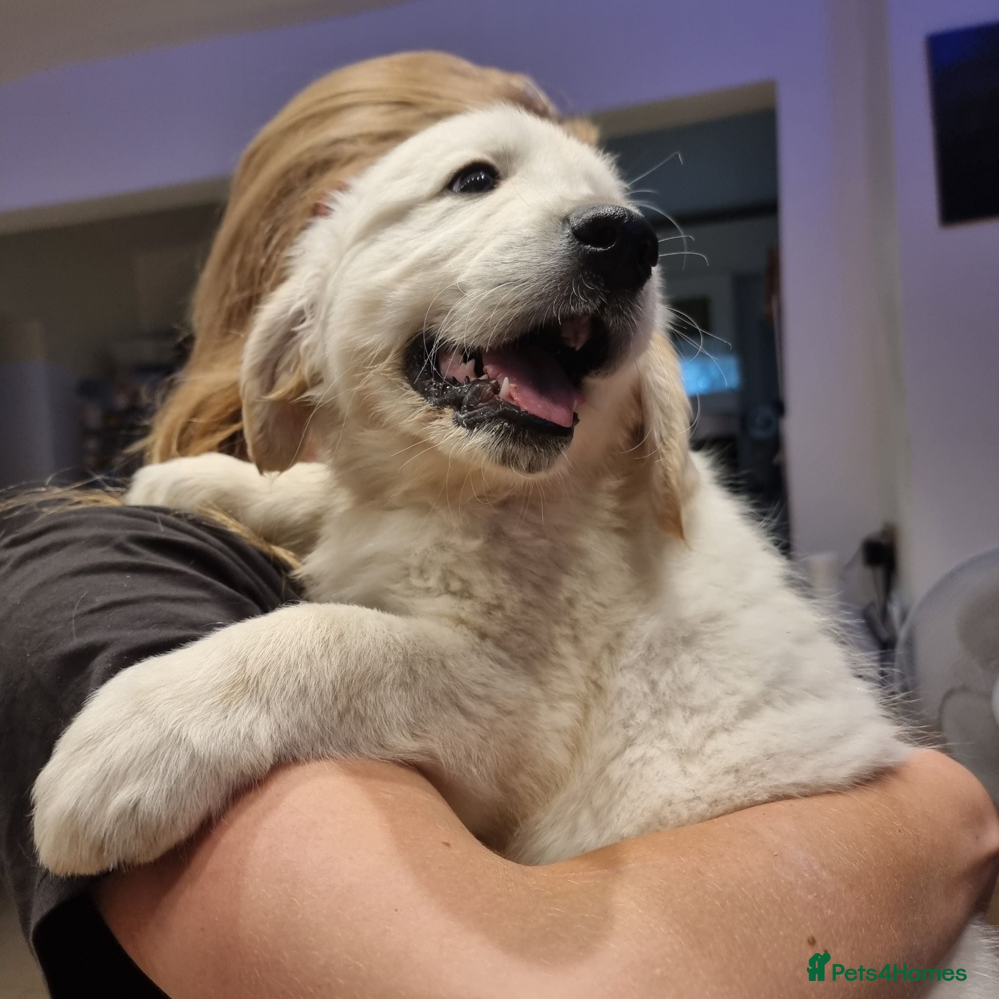 Golden Retriever dogs 1 Left- Champion Line KC Golden Retriever Puppies  - Advert 1