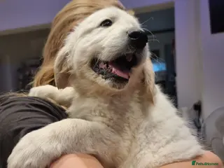 Golden Retriever dogs 1 Left- Champion Line KC Golden Retriever Puppies - Advert 1