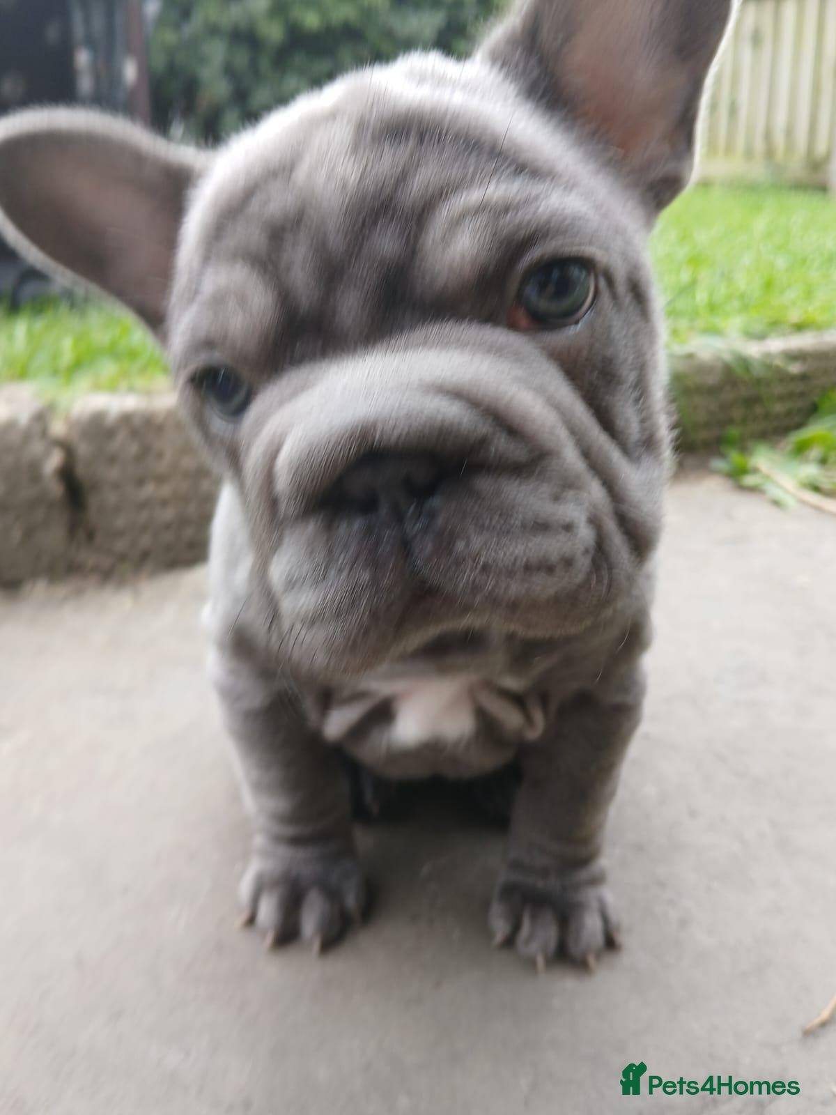 French Bulldog dogs French Bulldog  - Advert 3