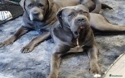 Cane Corso dogs for sale: Cane corso puppies - Image 1