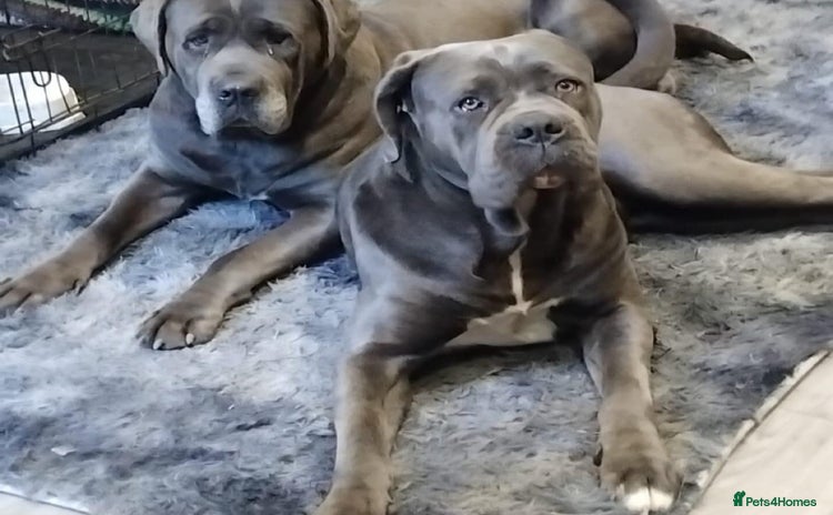 Cane Corso dogs - Advert 1