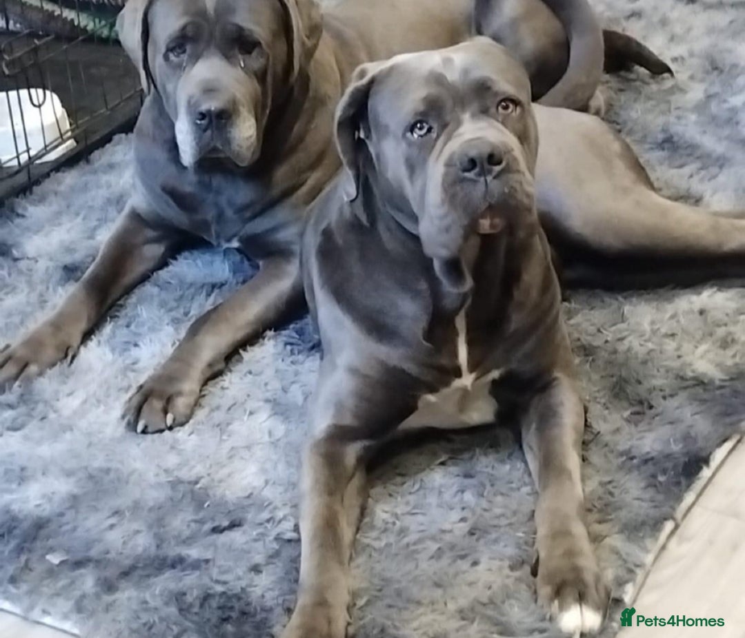 Cane Corso dogs for sale: Cane corso puppies - Image 1