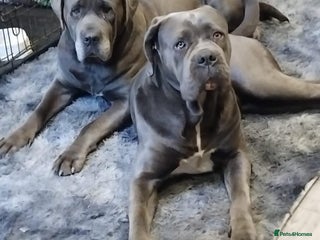 Cane Corso dogs - Advert 22