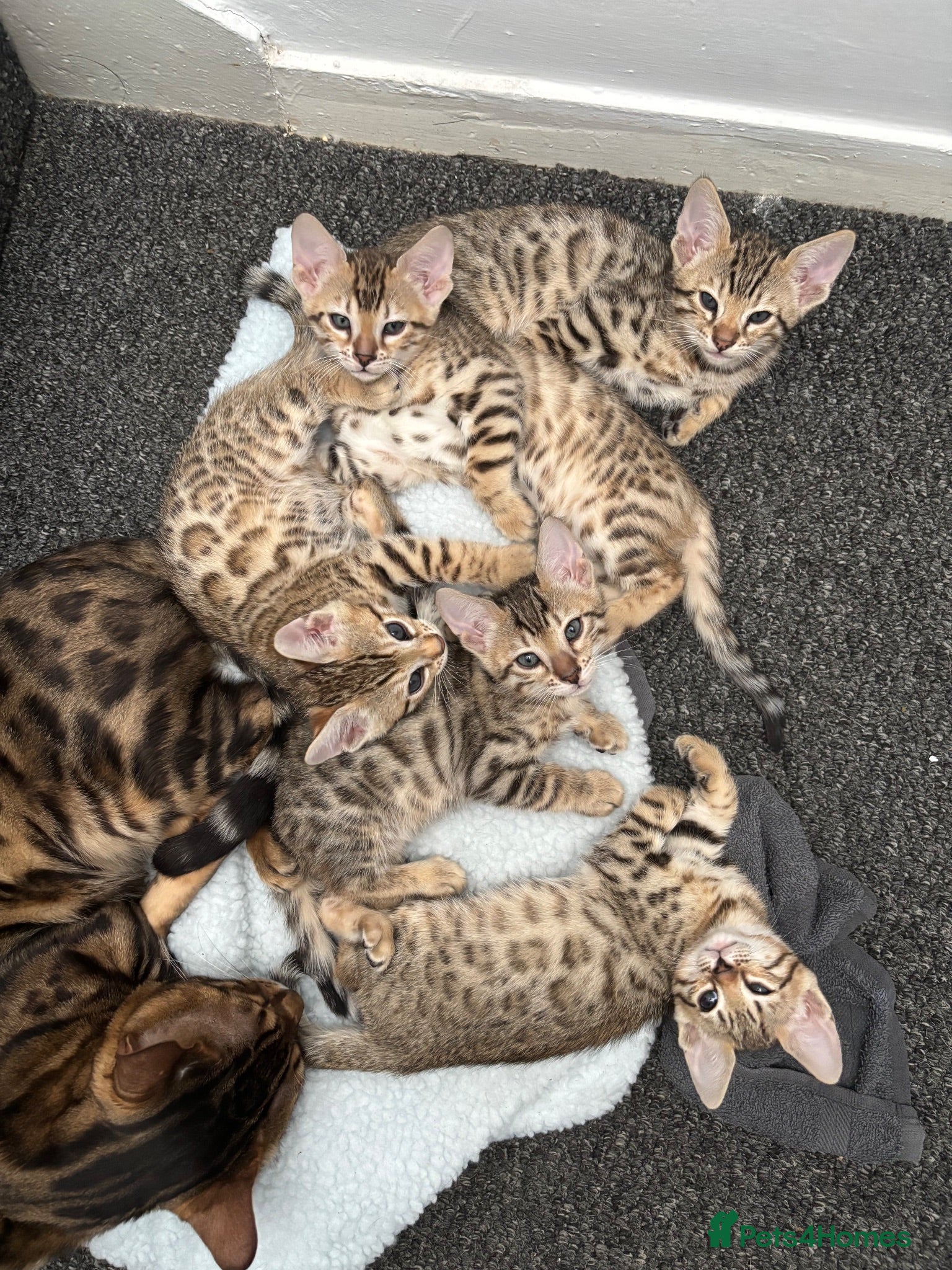 Mixed Breed cats Ready now!!’ bengal kittens  - Advert 1