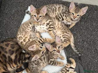 Mixed Breed cats Ready now!!’ bengal kittens - Advert 1