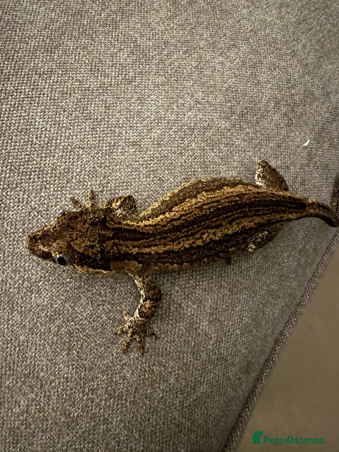 Gecko reptiles for sale: Gargoyle Gecko Female 6 Years old in Stockport - Advert 3