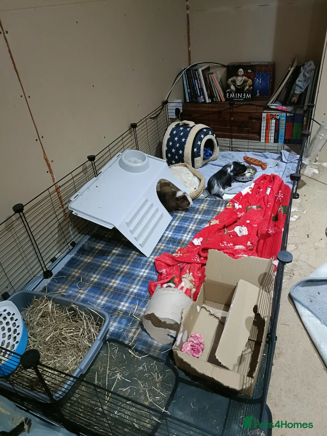 Guinea Pig rodents for sale: Male Guinea pigs for sale  - Advert 5