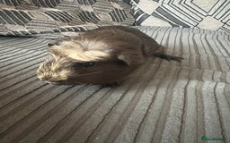 Guinea Pig rodents for sale: 2 beautiful boys £20 each or both for £30 - Image 2