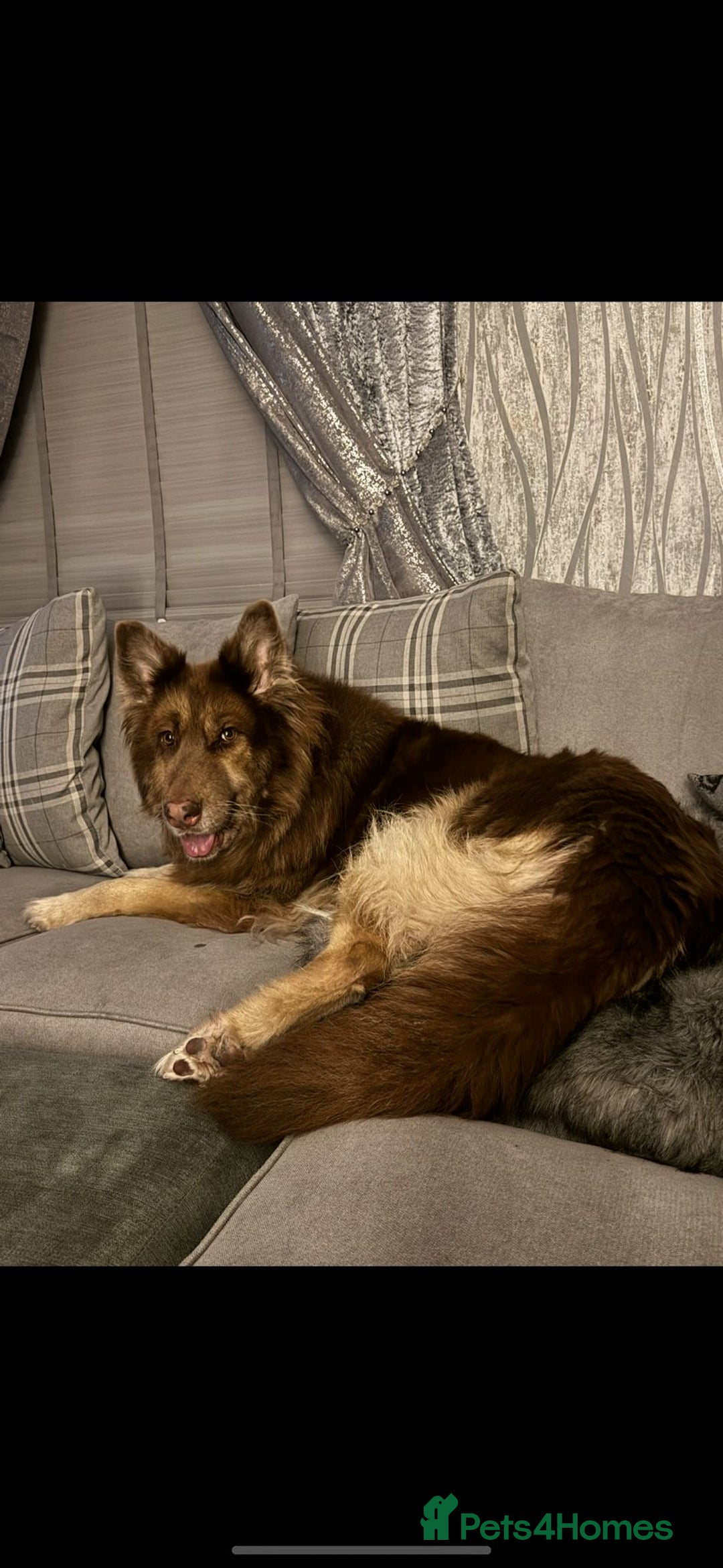 German Shepherd dogs for sale: Beautiful liver and tan female - Advert 1