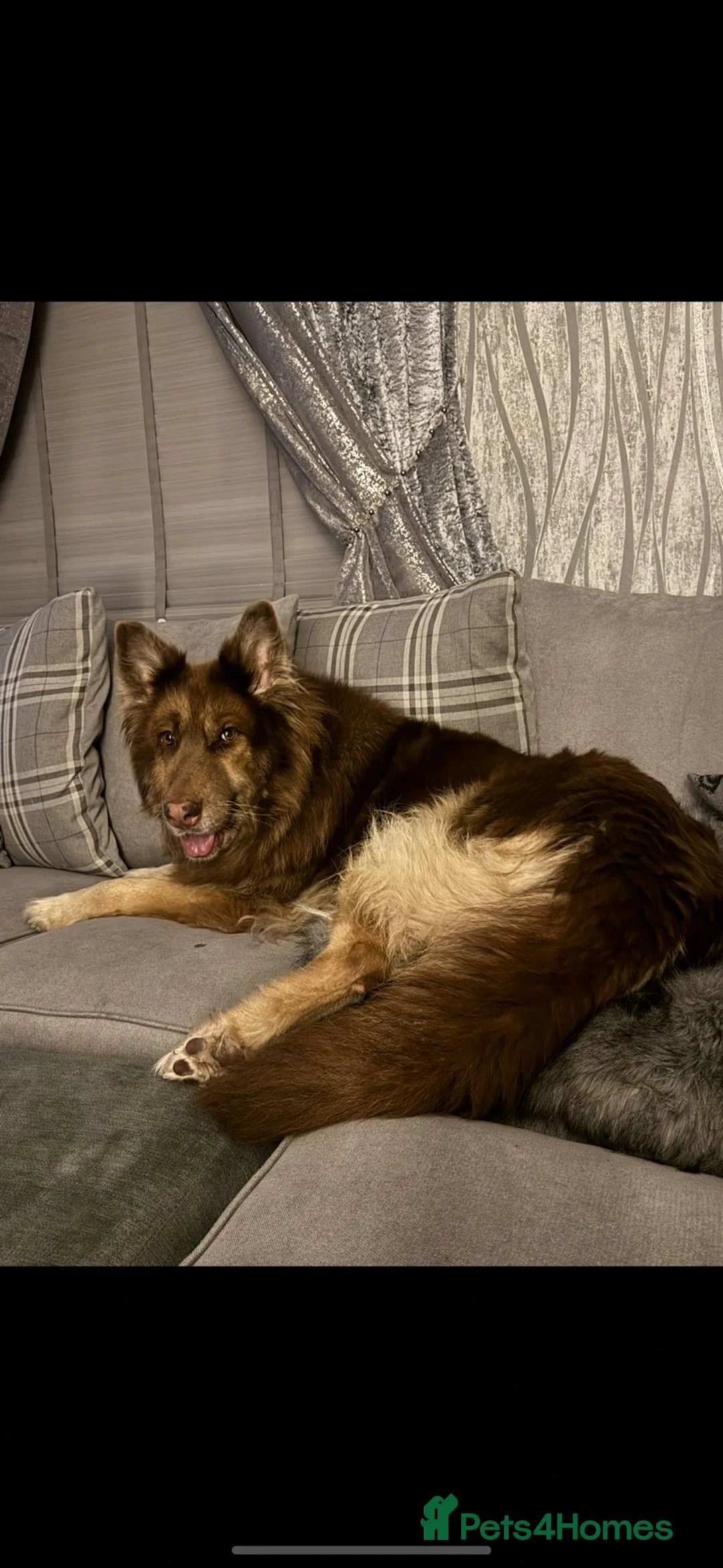 German Shepherd dogs for sale: Beautiful liver and tan female - Advert 1