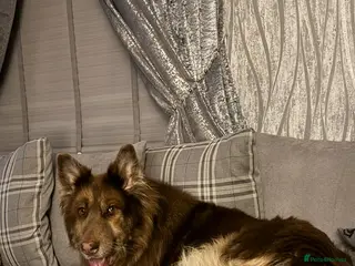 German Shepherd dogs Beautiful liver and tan female - Advert 14