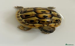 Tortoise reptiles for sale: Hermann Tortoise for sale  - Image 5