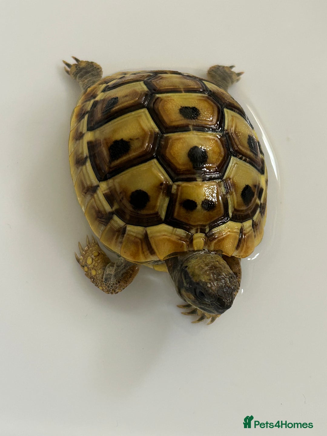 Tortoise reptiles for sale: Hermann Tortoise for sale  - Image 5