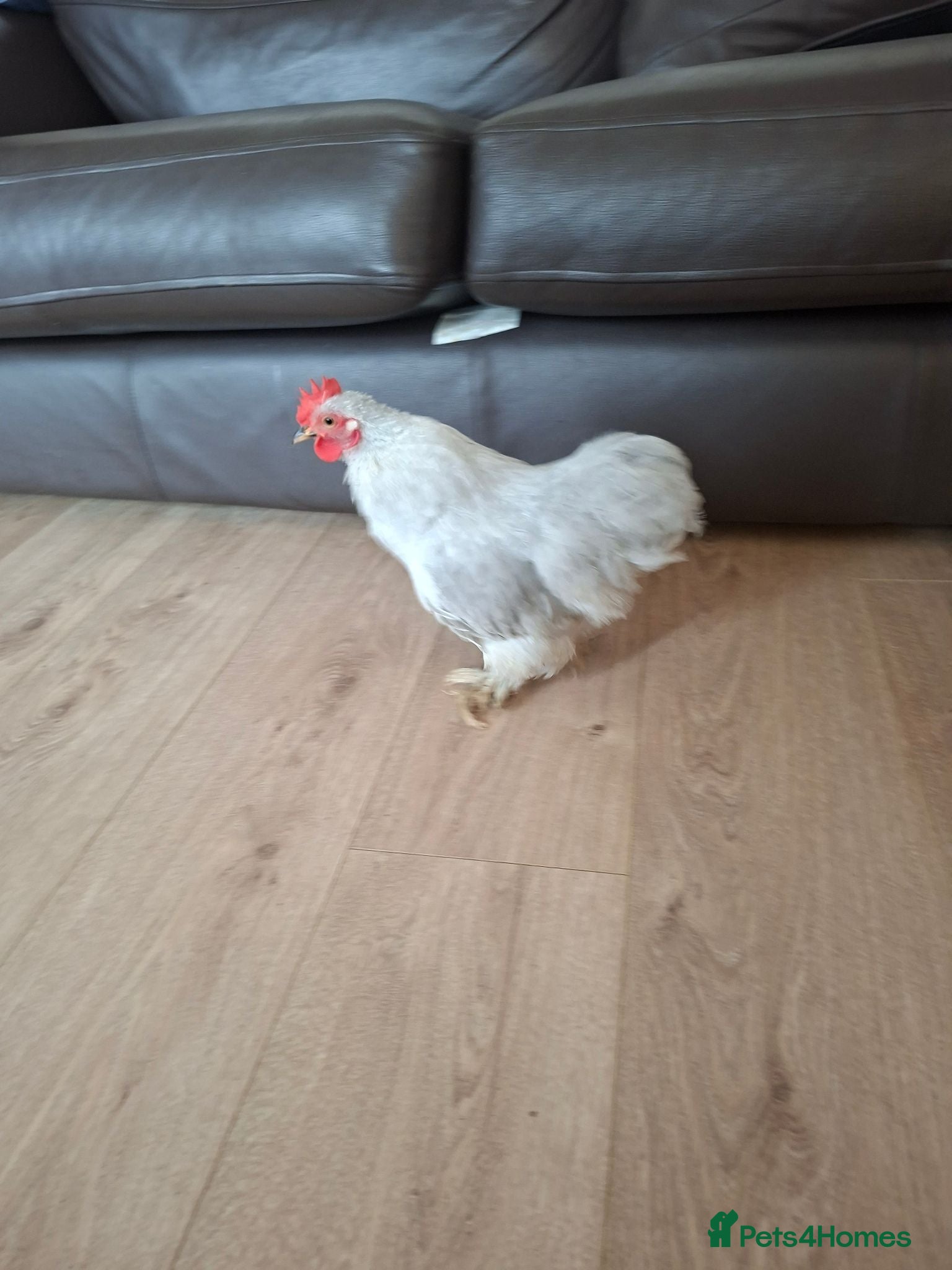 Chickens poultry Lavender pekin bantam - Advert 2